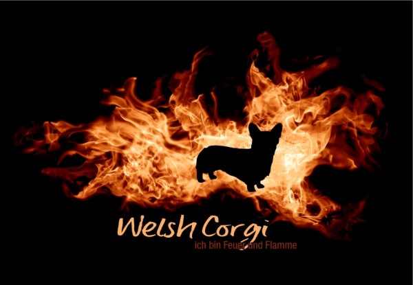 UTFlamme_WelshCorgiMo
