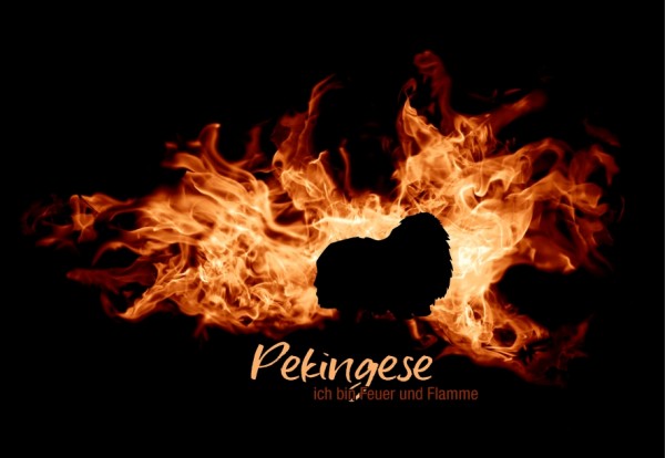 UTFlamme_PekingeseMo