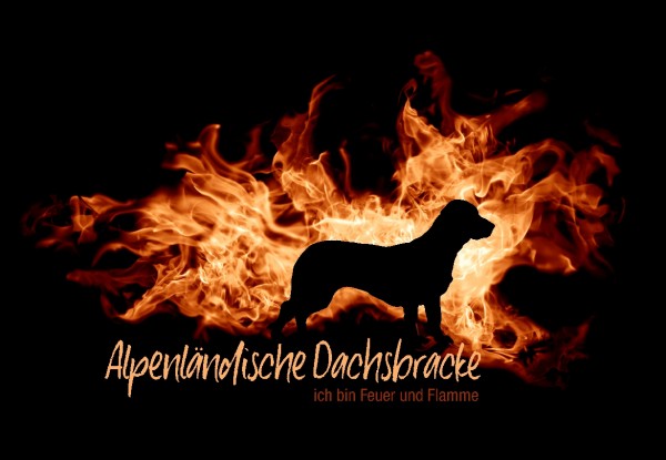 UTFlamme_AlpenlDachsbrMo