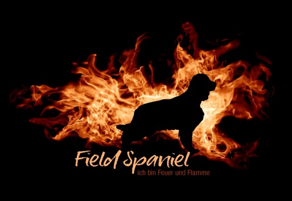 UTFlamme_FieldSpanielMo