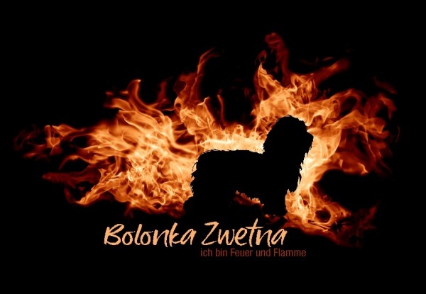 UTFlamme_BolonkaZweMo