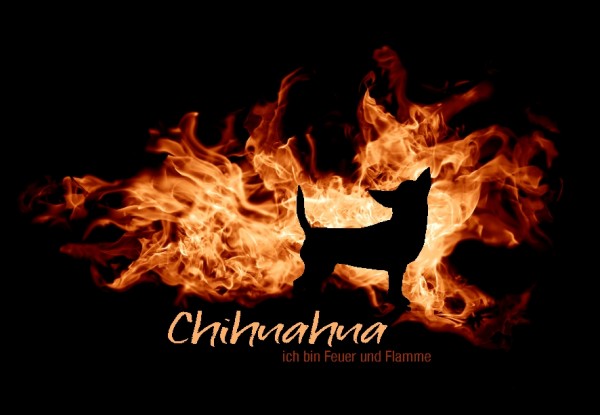 UTFlamme_ChihuahuaMo