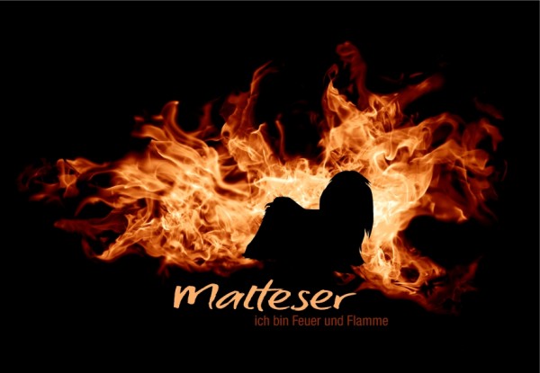 UTFlamme_MalteserMo