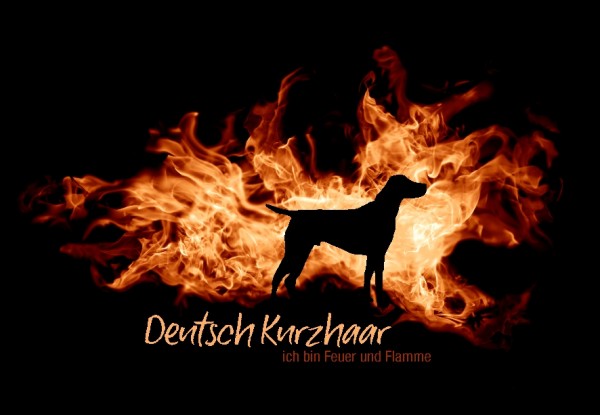 UTFlamme_DeutKurzhaarMo