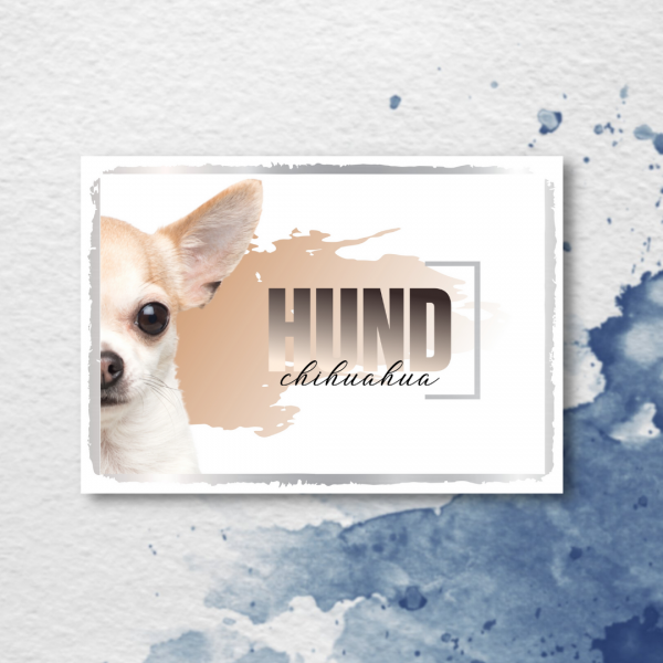 SeeleD_Chihuahua3