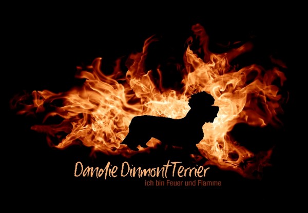 UTFlamme_DandDinmTerrMo