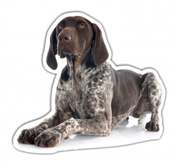 Deutsch Kurzhaar DK Deutscher kurzhaariger Vorstehhund German Shorthaired Pointer Jagdhund Jäger Bayern Dog Pfoten Digitaldruck Motiv by SIVIWONDER