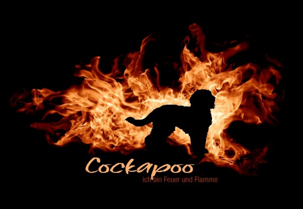 UTFlamme_CockapooMo