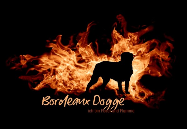 UTFlamme_BordeauxdoggeMo