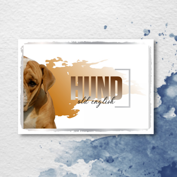 SeeleD_OldEngBulldog3