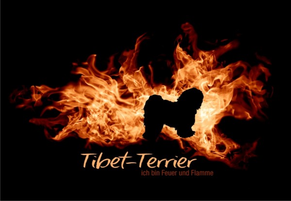 UTFlamme_TibetTerrierMo