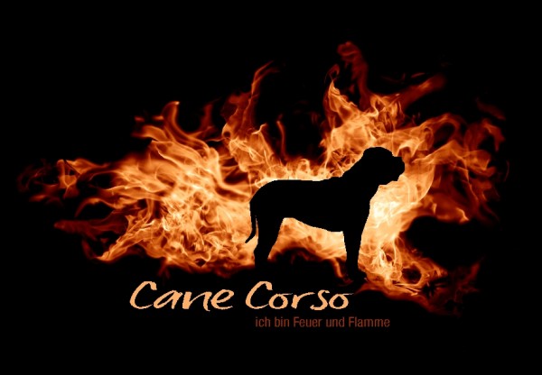 UTFlamme_CaneCorsoMo