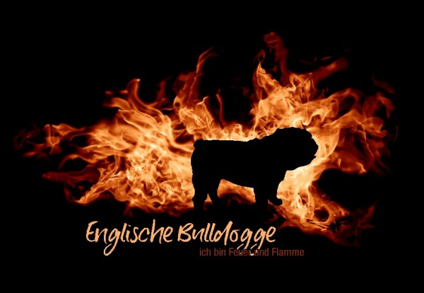 UTFlamme_EnglBulldoggeMo
