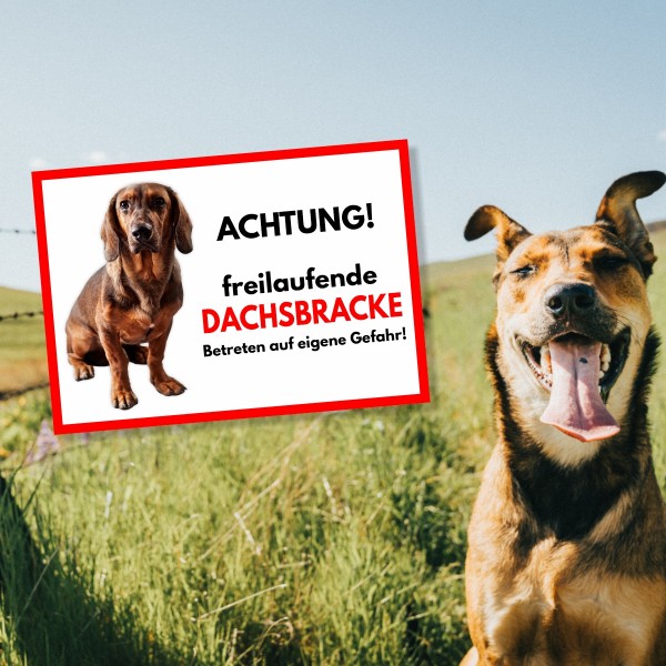 SchildFrei_Dachsbracke1