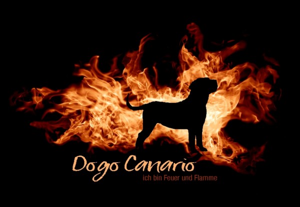 UTFlamme_DogoCanarioMo