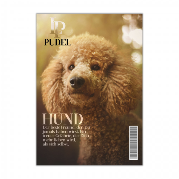 SchildMagazin_PudelGold1