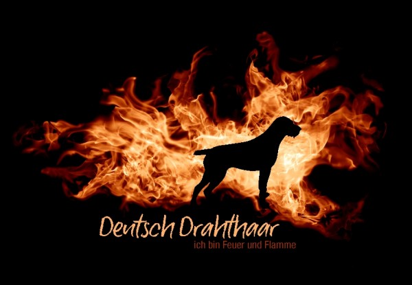 UTFlamme_DeuDrahthaarMo