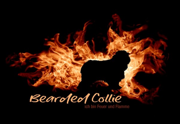 UTFlamme_BeardedCollMo