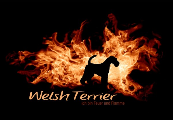 UTFlamme_WelshTerrierMo