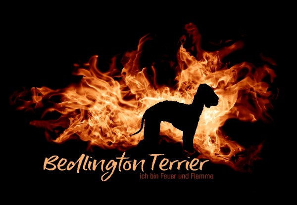 UTFlamme_BedlingTerrMo