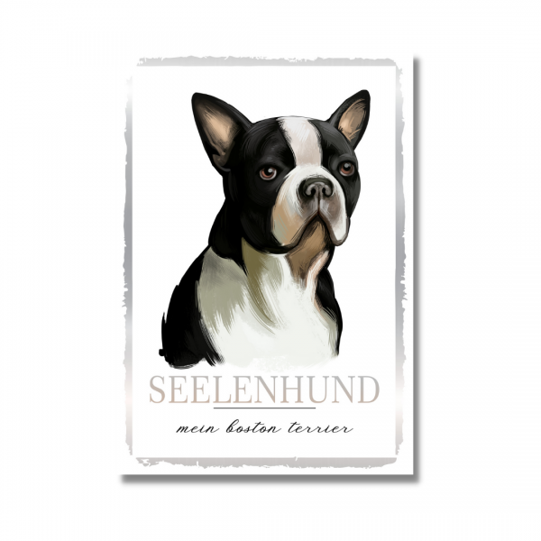 SeeleW_BostonTerrier1