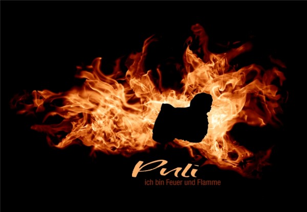 UTFlamme_PuliMo