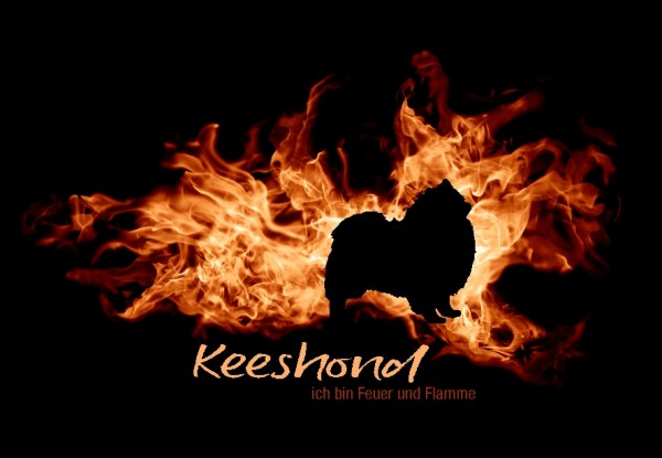 UTFlamme_KeeshondMo