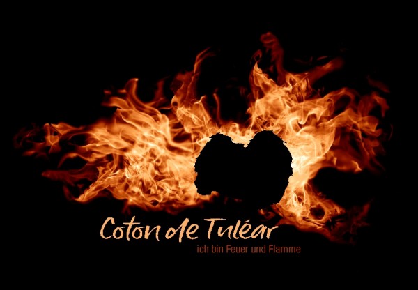 UTFlamme_CotonTulearMo