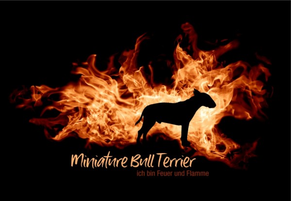 UTFlamme_MiniBullterrMo