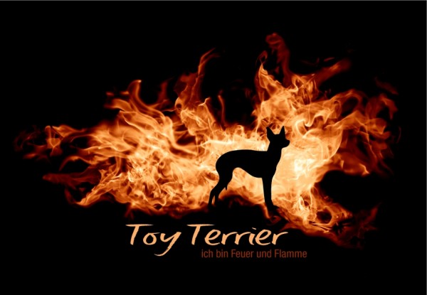 UTFlamme_ToyTerrierMo