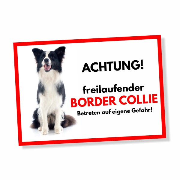 SchildFrei_BorderCollie