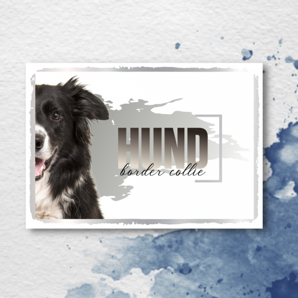 SeeleD_BorderCollie3