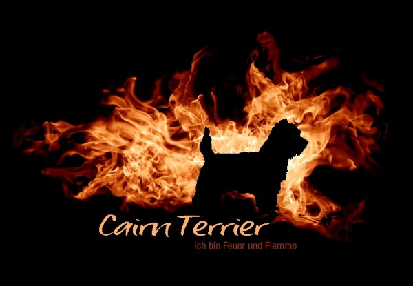 UTFlamme_CairnTerrierMo