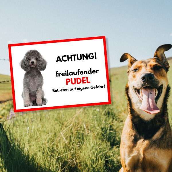SchildFrei_PudelGrau1