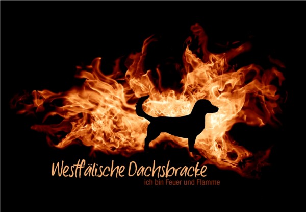 UTFlamme_WestfDachsbrackMo