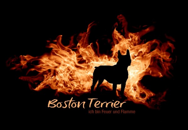 UTFlamme_BostonTerrierMo