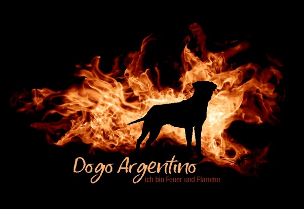 UTFlamme_DogoArgentMo