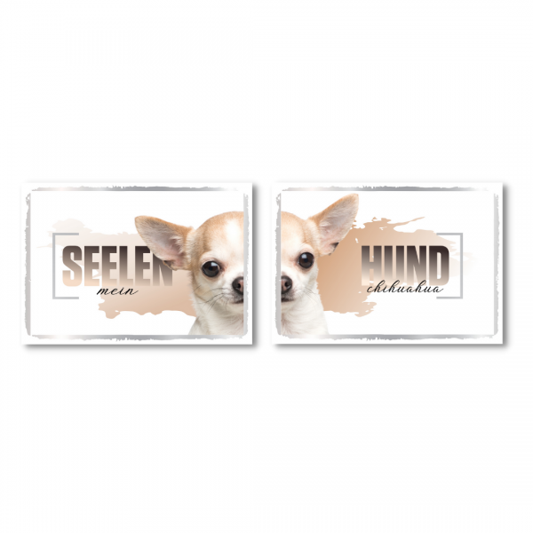 SeeleD_Chihuahua1