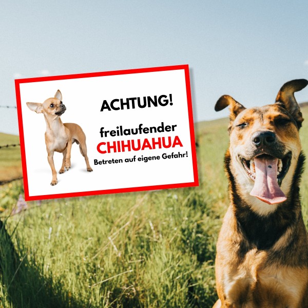 SchildFrei_Chihuahua1