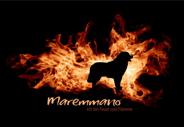 UTFlamme_MaremmanoMo