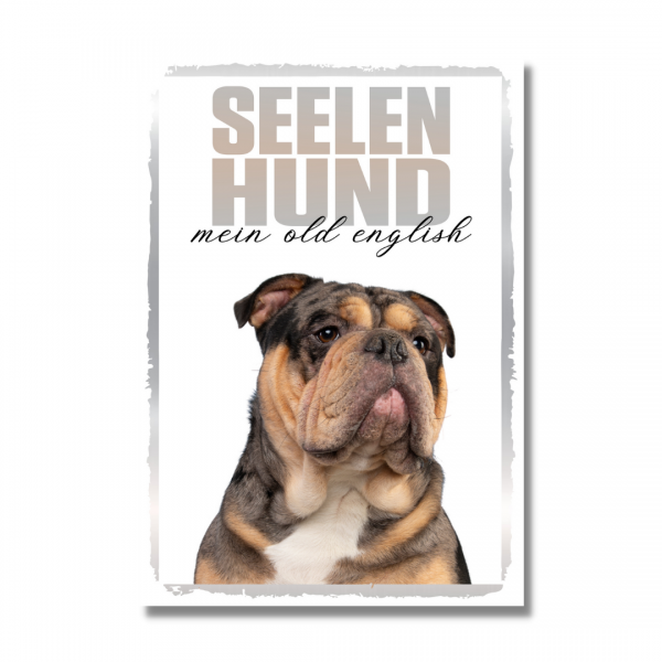 SeeleR_OldEngBulldog2_1