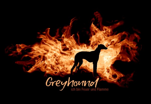 UTFlamme_GreyhoundMo