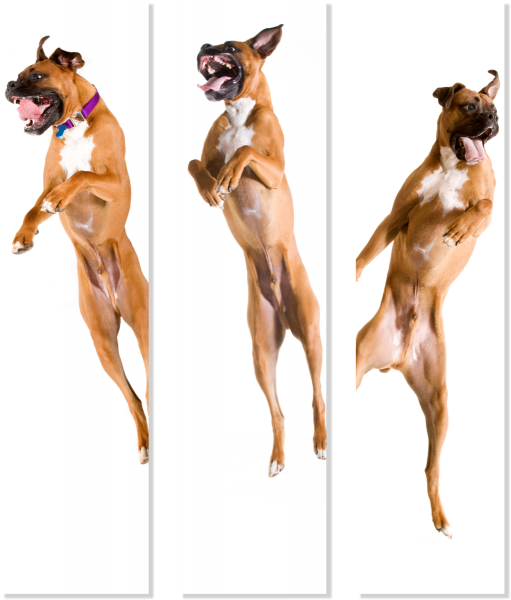 Deutscher Boxer Schild Jump Set Wandschild Bild Deko Hundeschild Fun cool Schilder happy Design by Siviwonder