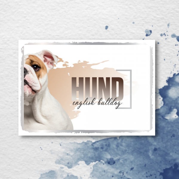 SeeleD_EnglishBulldog3