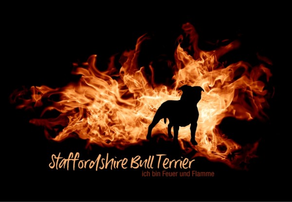 UTFlamme_StaffBullTerrMo