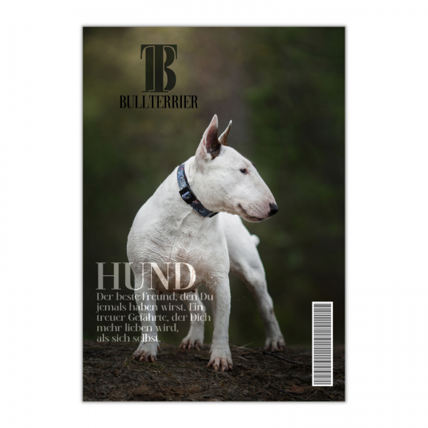SchildMagazin_Bullterrier1