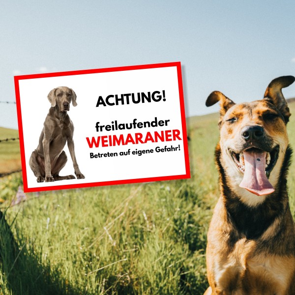 SchildFrei_Weimaraner1617a6fa4e9756
