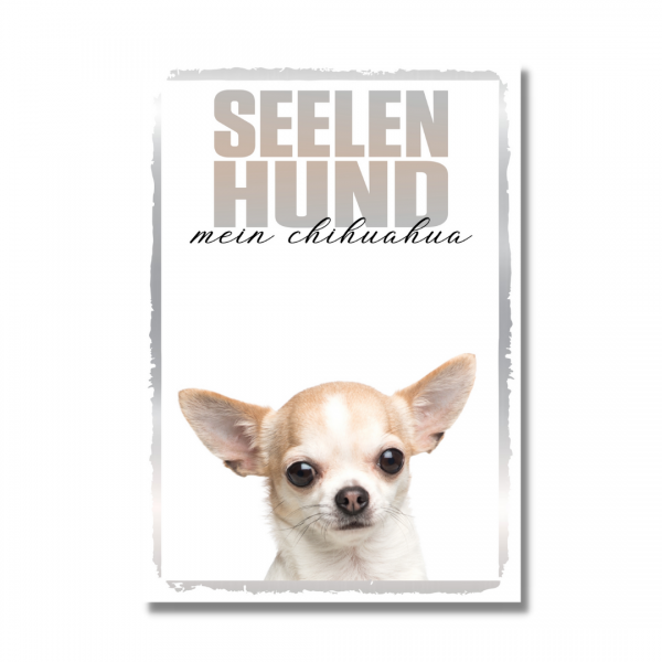 SeeleR_Chihuahua1