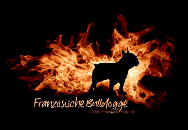 UTFlamme_FranzBulldoggeMo