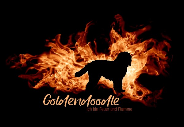 UTFlamme_GoldDoodleMo